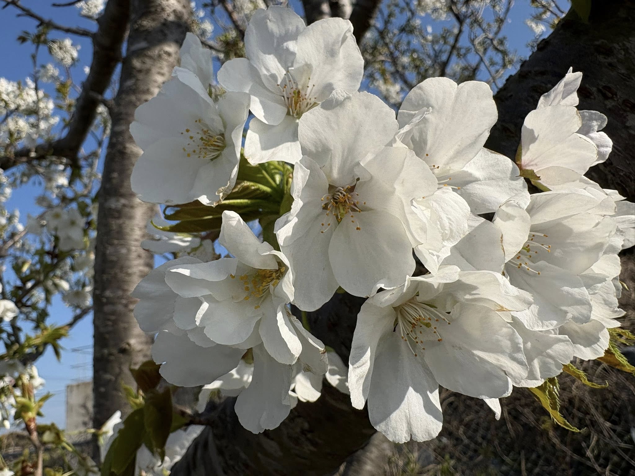 【思想家としての信条】死ぬまで叫び続けます！潮凪洋介